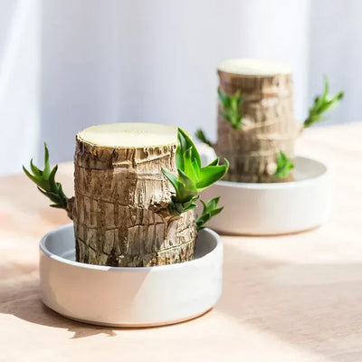 WoodlandNook - Mini-Terrarium für frische Luft und positive Energie