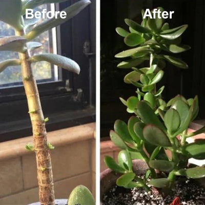 2+1 Gratis | PflanzenKraft™ Natürlicher Wachstumsboost